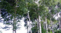 53582_1.jpg  : 101 KB
