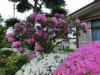 54084_1.jpg  : 189 KB
