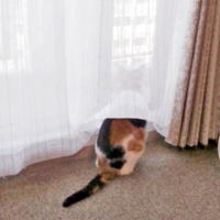 54351_1.jpg  : 33 KB