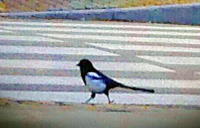 54639_1.jpg  : 58 KB