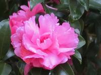 54806_3.jpg  : 92 KB