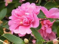 54806_4.jpg  : 112 KB
